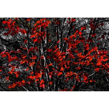 Red Leaves VT_1380