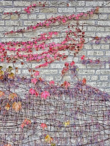 Vines and Bricks