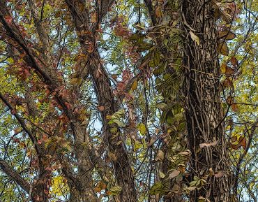 Viney Tree Trunks