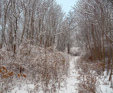Winter Path