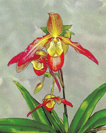 Lady's Slipper Orchid