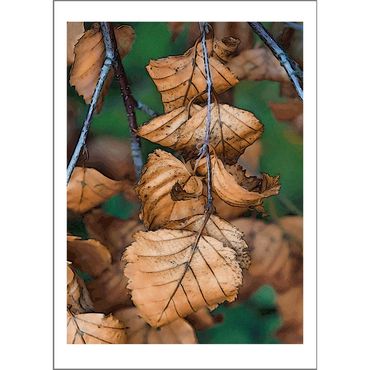 Old Dry Leaves Card