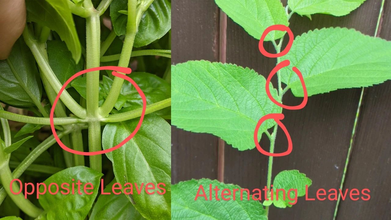foraging characteristics concerning opposite and alternating leaf arrangements