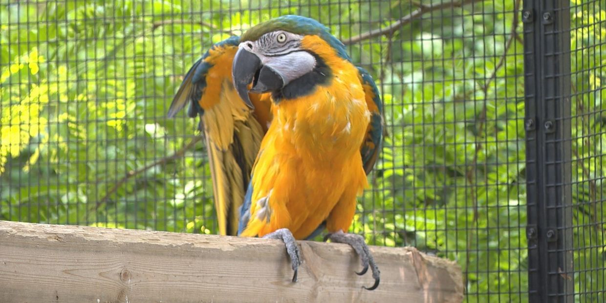 Parrots and Pirates Picnic