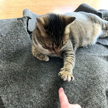 Young tabby cat reaching out to play