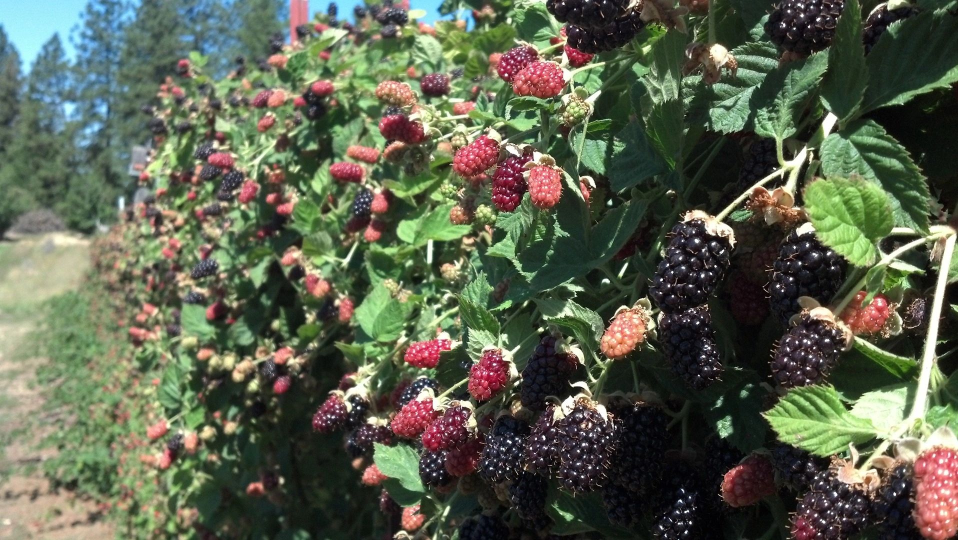 Berry and Cherry Farm, Placerville, CA
