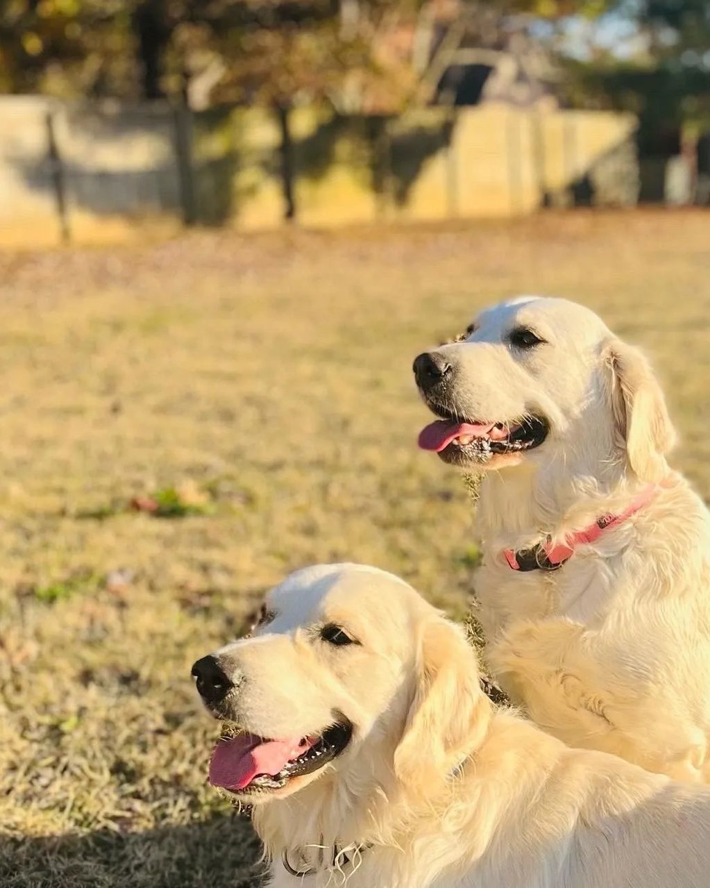 Two happy Golden Retrievers enjoying a sunny day outdoors.