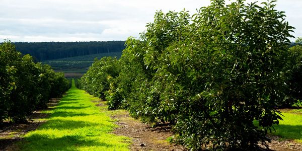 Lush green orchard rows under a cloudy sky.