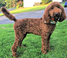 Standard Male Poodle - Apricot AKC  Registered     