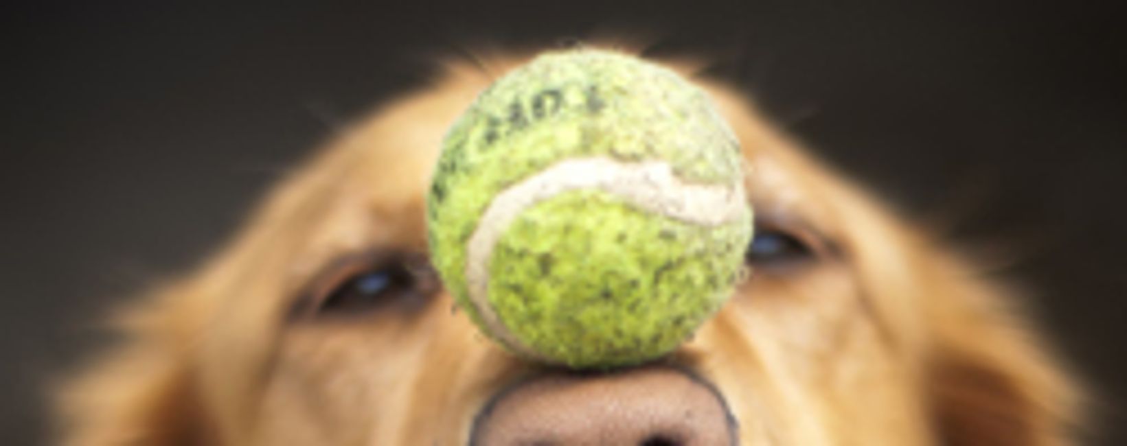 Dog, Training Wausau, Wisconsin