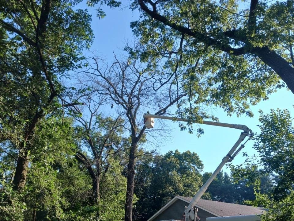 American Timber Trees