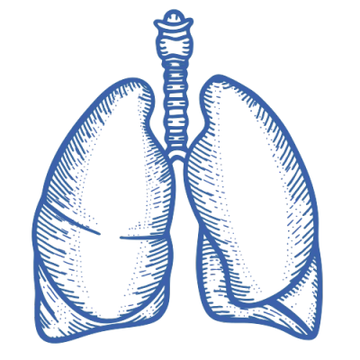 Blue sketch of human lungs and trachea.