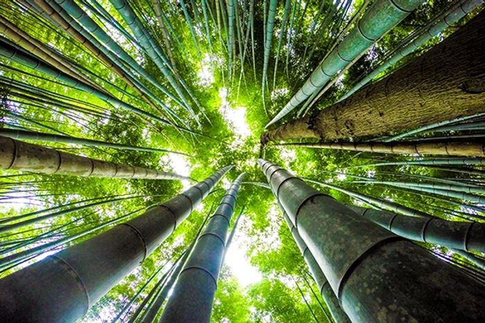 Breaking The Bamboo Ceiling