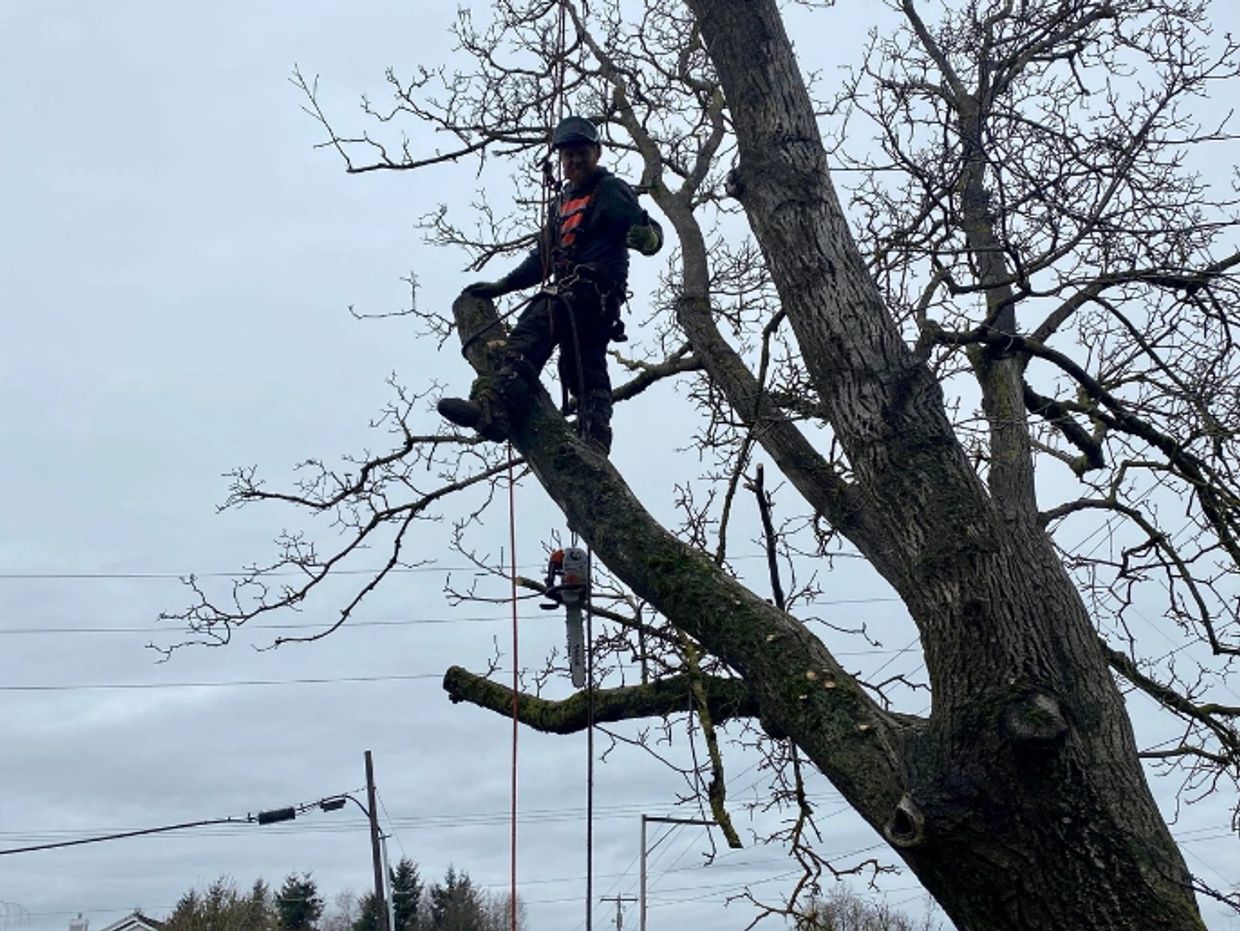 Tree Trimming, Tree Removal Tangled Roots Lynden, Washington