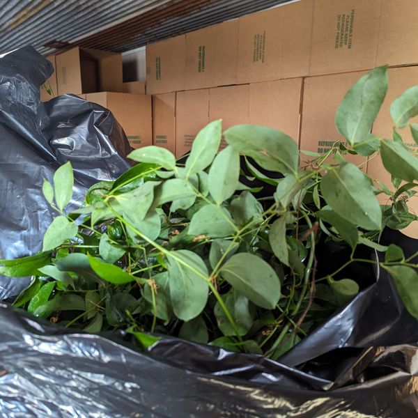 Smilax peeking out of a box