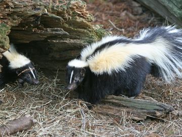 skunk removal