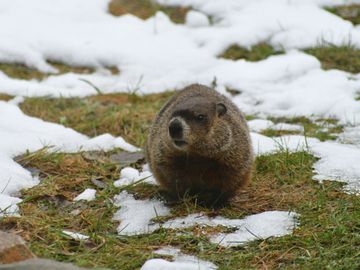 groundhog removal