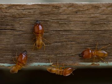 termite removal