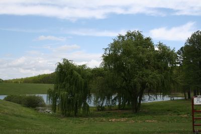 Two weeping willow trees near a lake under a partly cloudy sky.