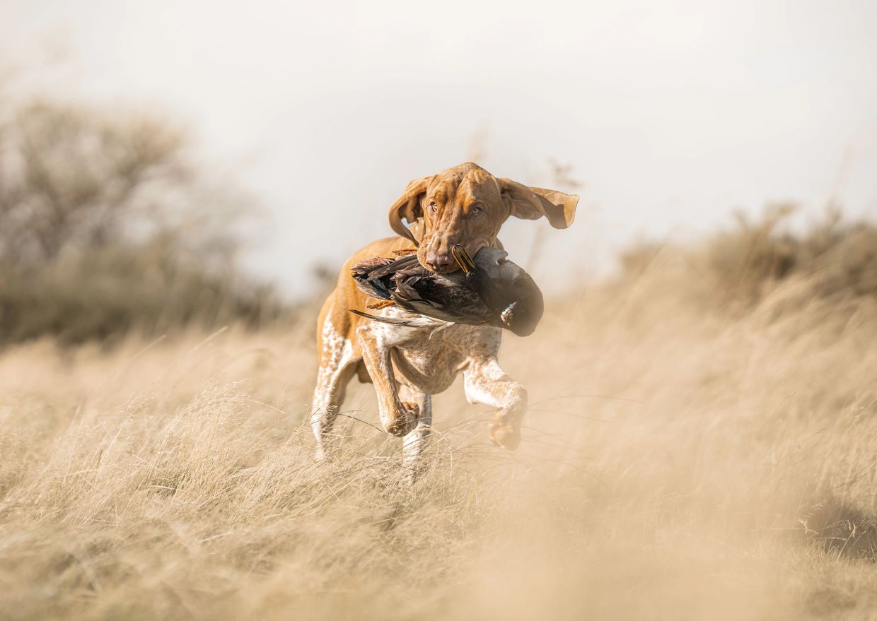 Fresco retrieving a duck. 