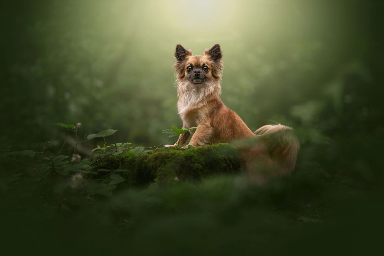 A small brown dog sitting on a mossy rock in a lush forest.