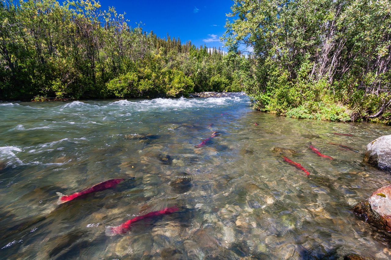 salmon run salmon run