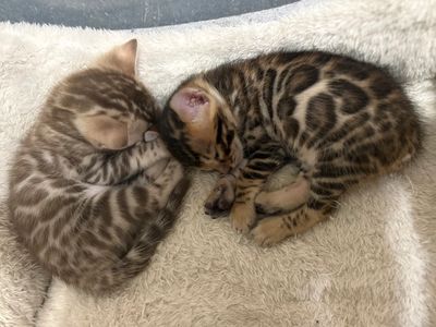 Two spotted Bengal kittens curled up sleeping on a soft beige blanket.