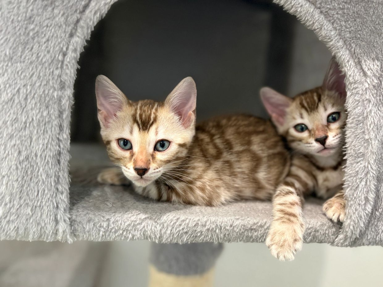 Two spotted kittens with blue eyes lounging in a cozy cat condo.