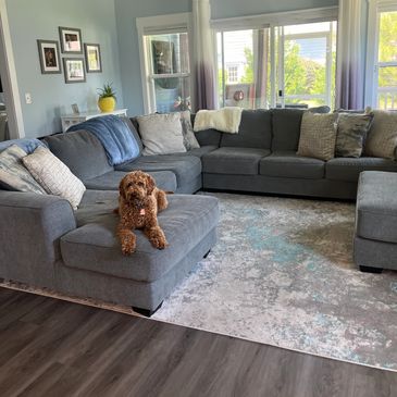 Dog in clean living room