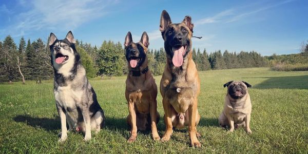 Kindred K9 Dog Training Chicago, Chicago Dog Training, Puppy Training, Chicago Dog Trainer, LGBTQ 
