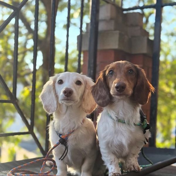 Chicago, Boystown, North Halstead, Dog Training, Best Dog Trainer, Premiere Dog Training, Lake View