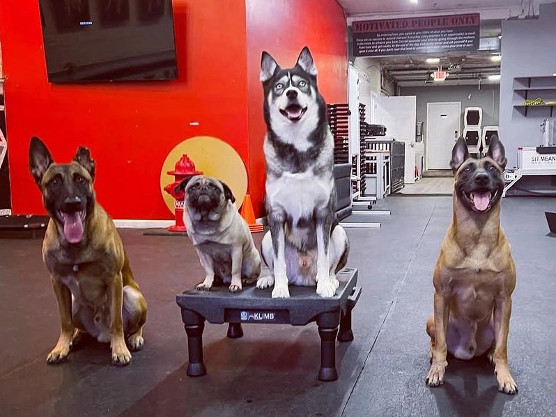Chicago Dog Training, Kindred K9 Dog Training, Best Dog Trainers Chicago, Boystown Businesses, LGBT 