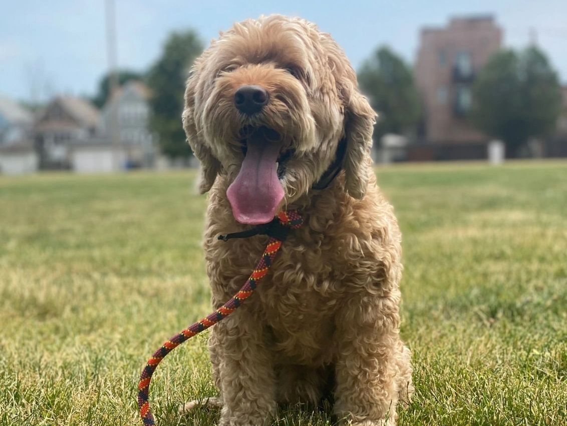 Chicago Dog Training Reviews, Chicago’s Premiere Dog Trainers, Award Winning dog training Chicago