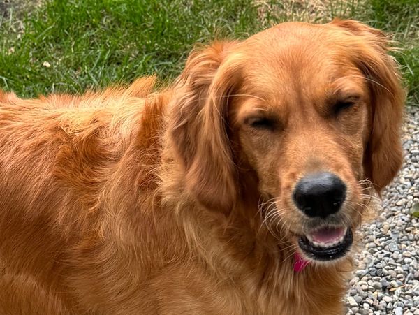  a relaxed golden retriever.