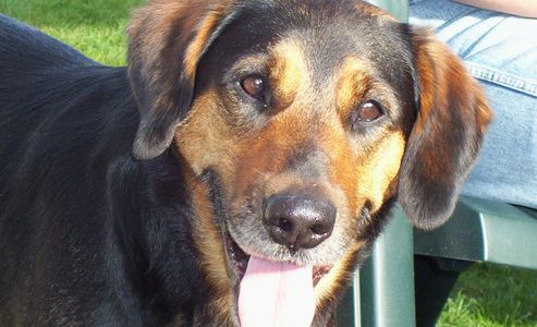 Duke's happy face on a summer day at Mission house