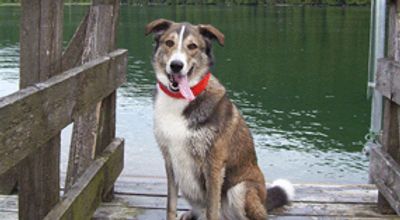 Danny at the Hayward Lake dog beach in Mission.