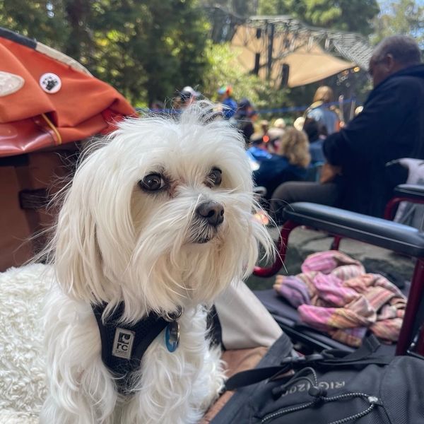 Ziggy's Rocking Reviews at Mosswood Meltdown, live music reviews