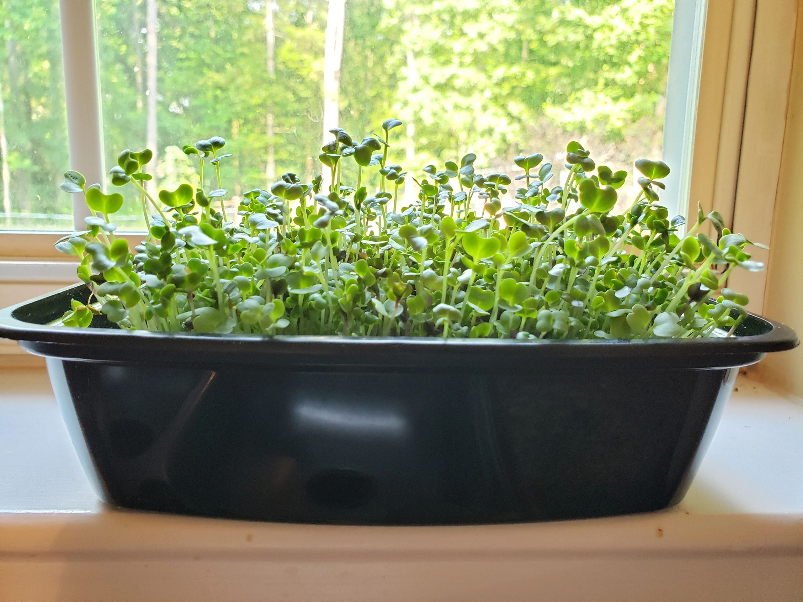 Top 100 Microgreens The Complete Microgreens List for Beginners