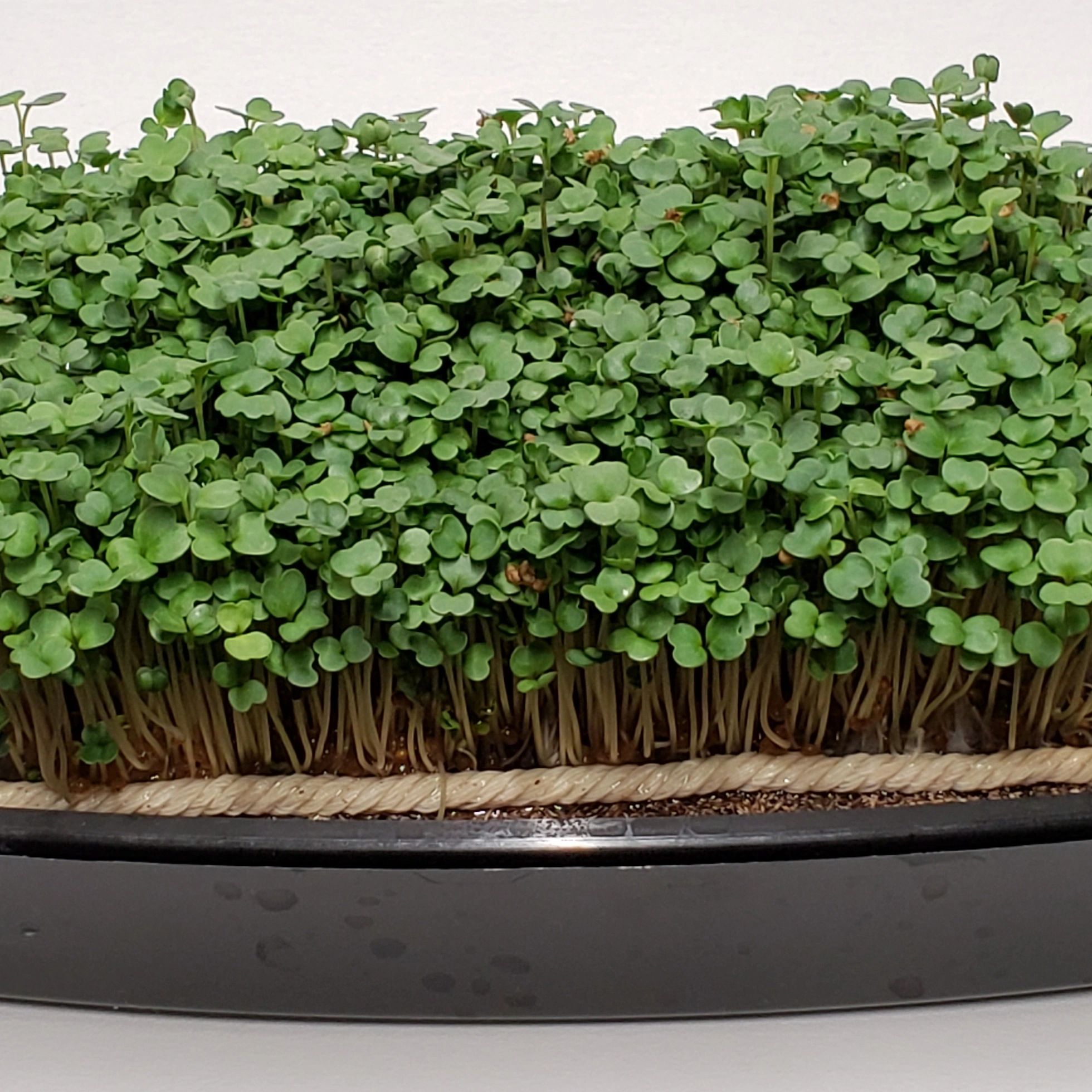 Arugula Microgreens Growing Indoors