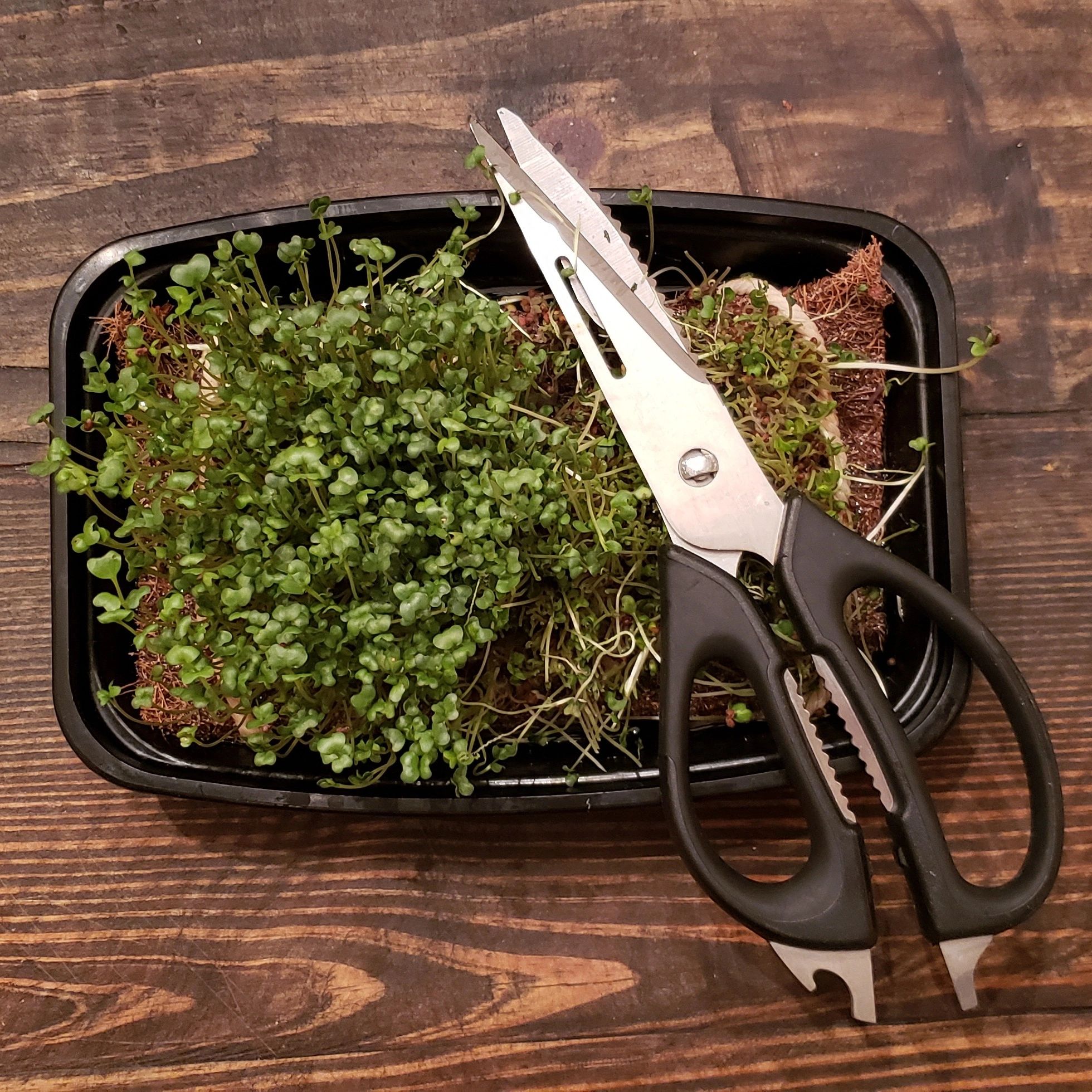 Over 1,900 Plants in our Broccoli Microgreen Grow Kit