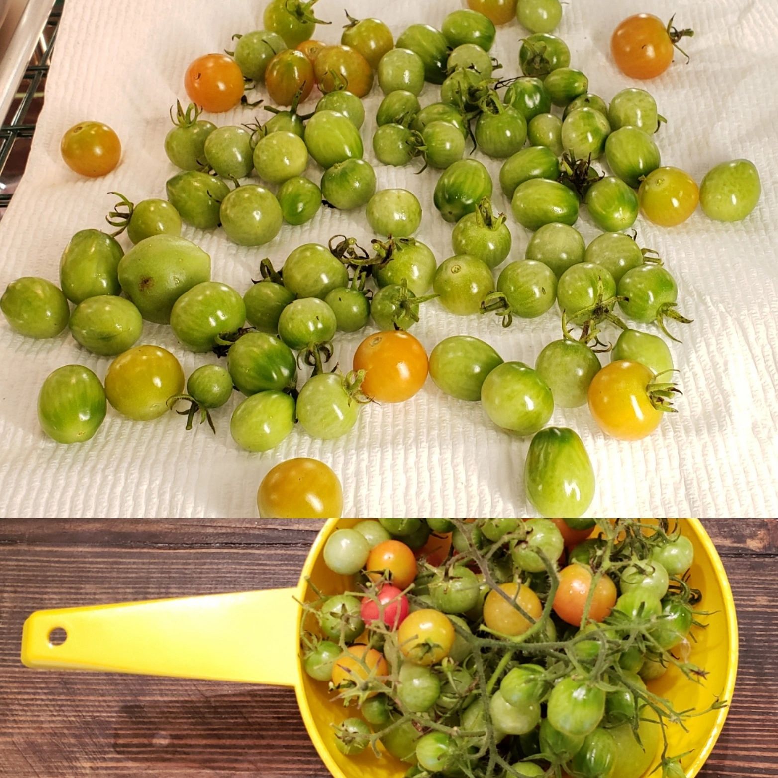 Aquaponic Tomatoes ripening under the Grow Lights