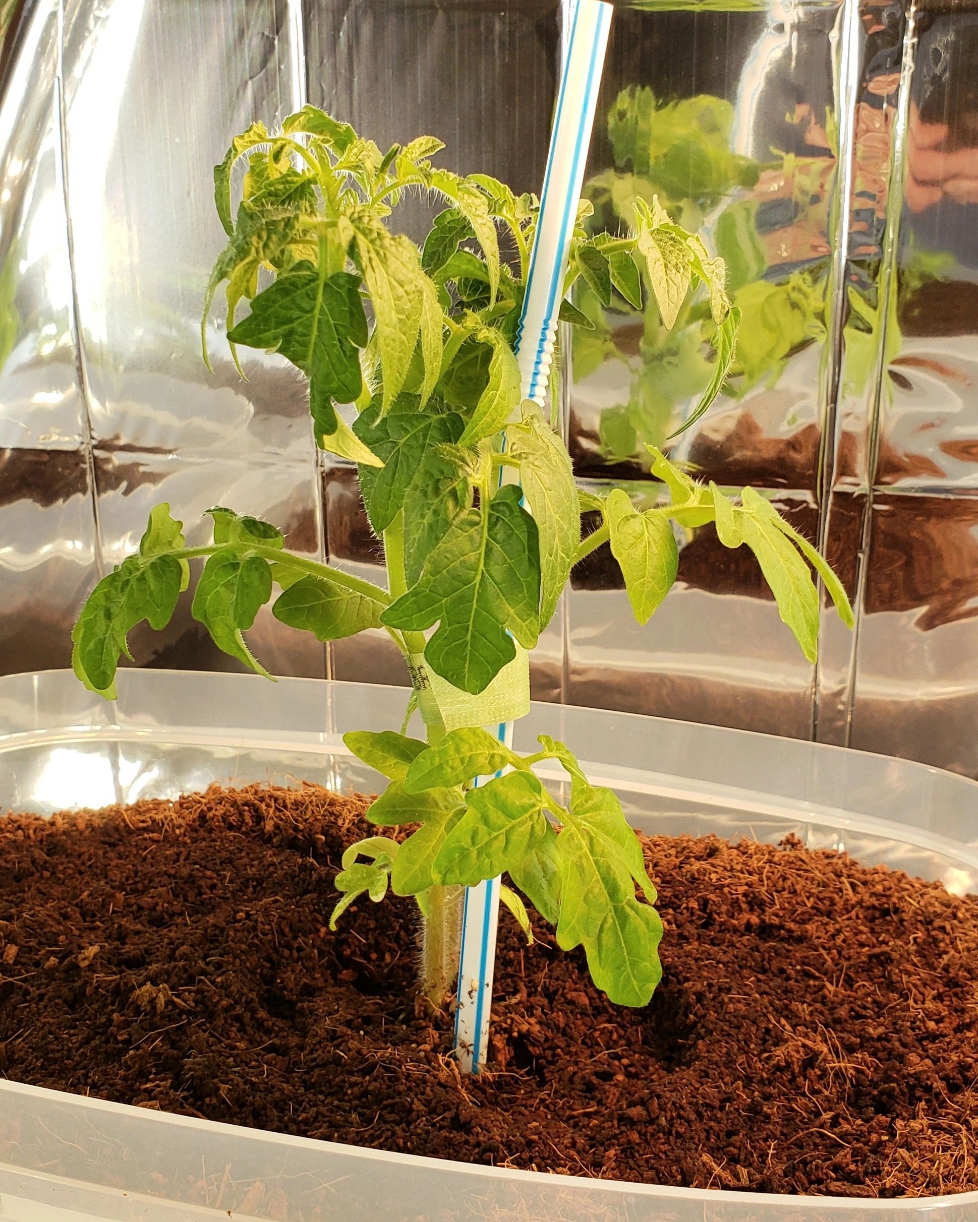 Indoor Dwarf Tomatoes Flourishing under Grow Lights