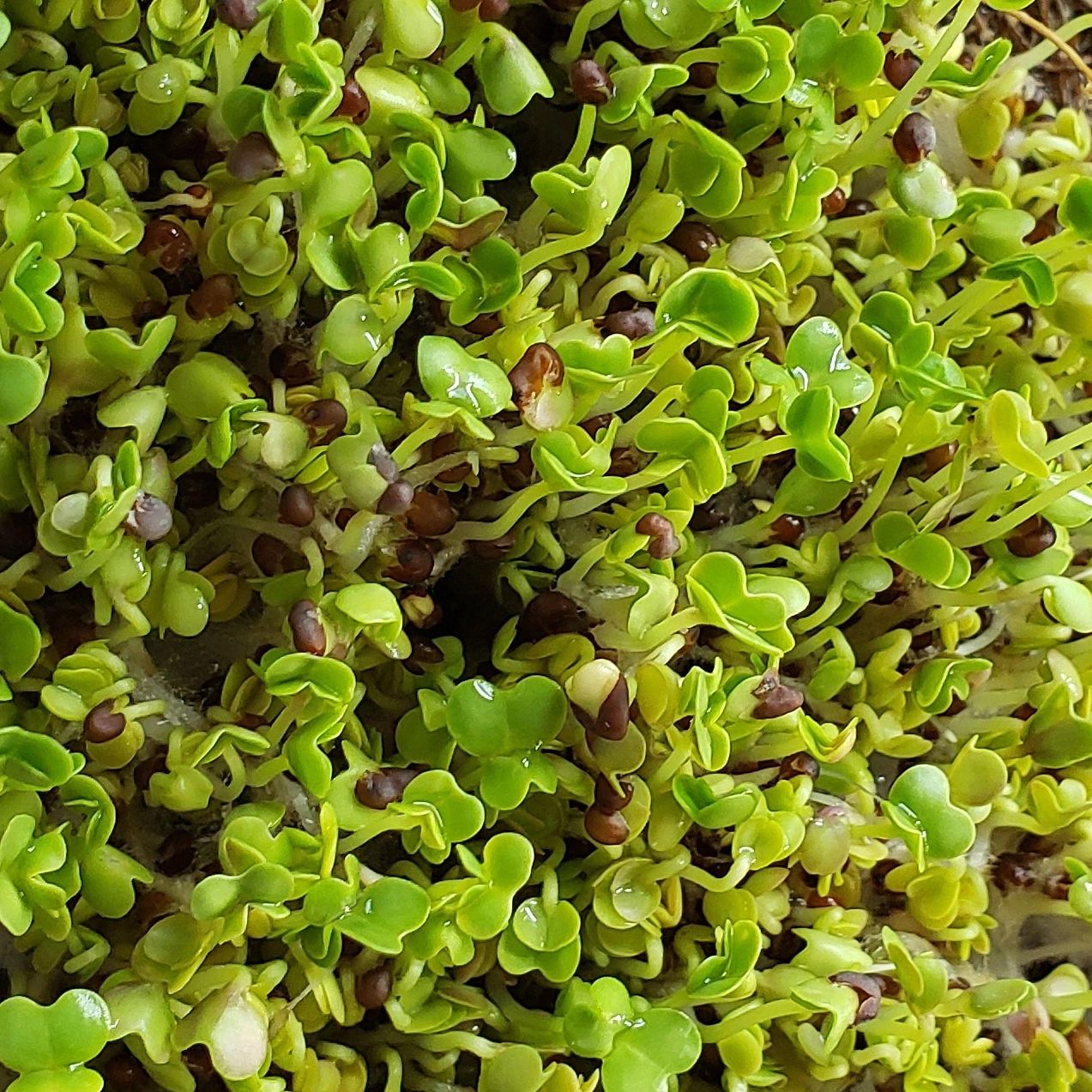 Mustard Spinach Microgreens