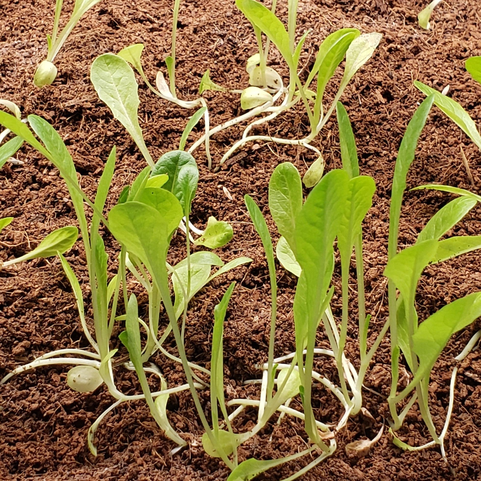 Grow Romaine Lettuce Indoors