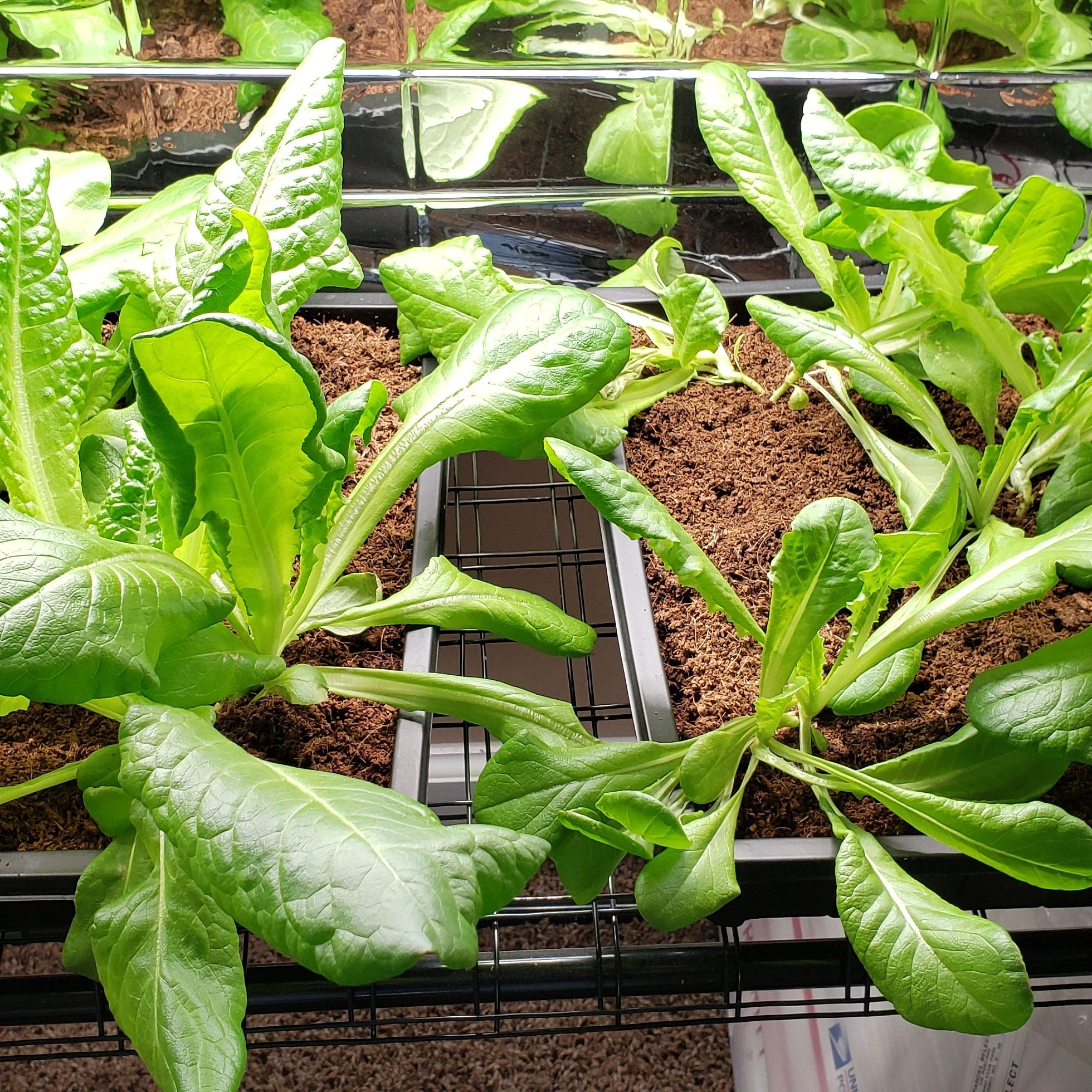 Indoor Buttercrunch Lettuce under Grow Lights
