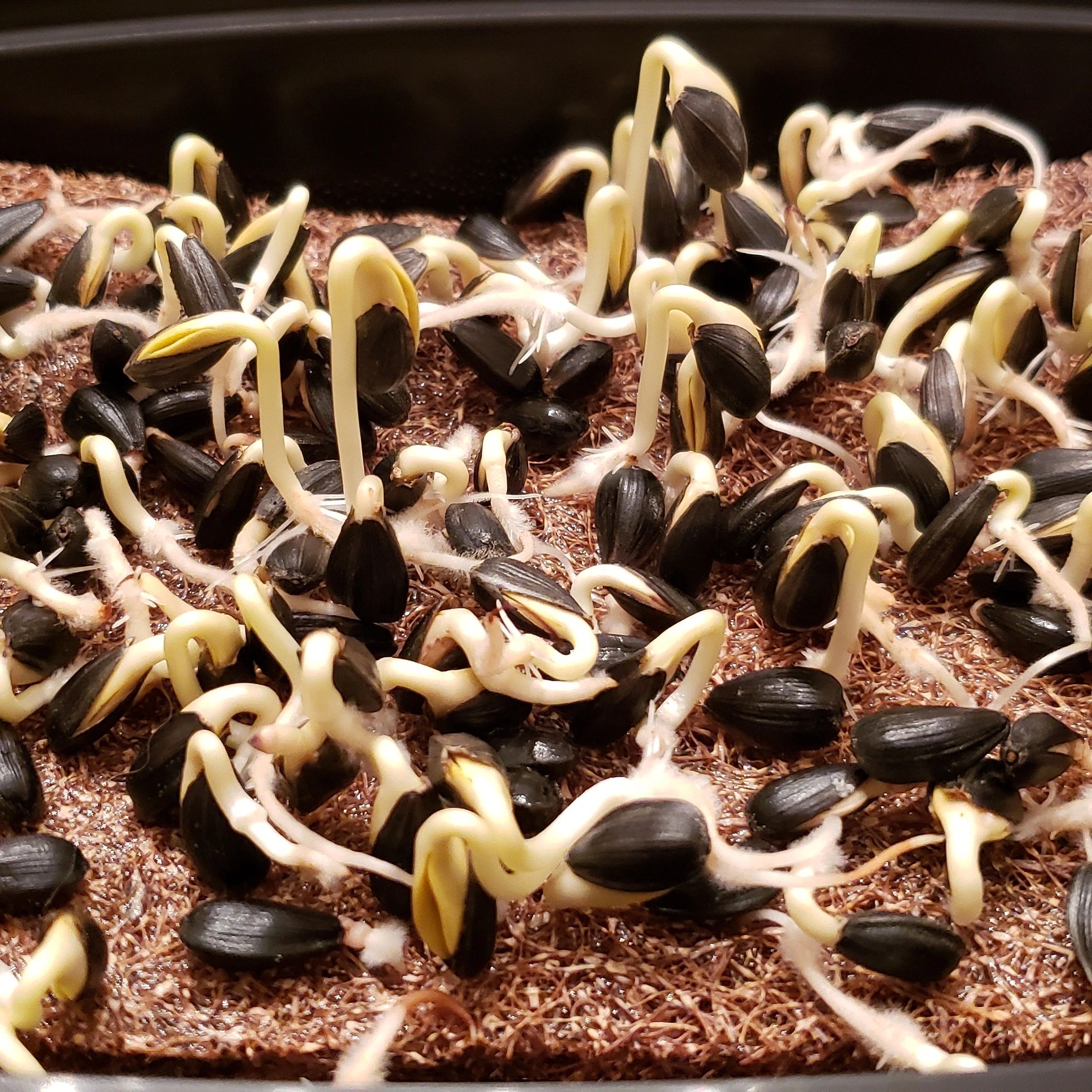 Growing Sunflower Microgreens a Joy