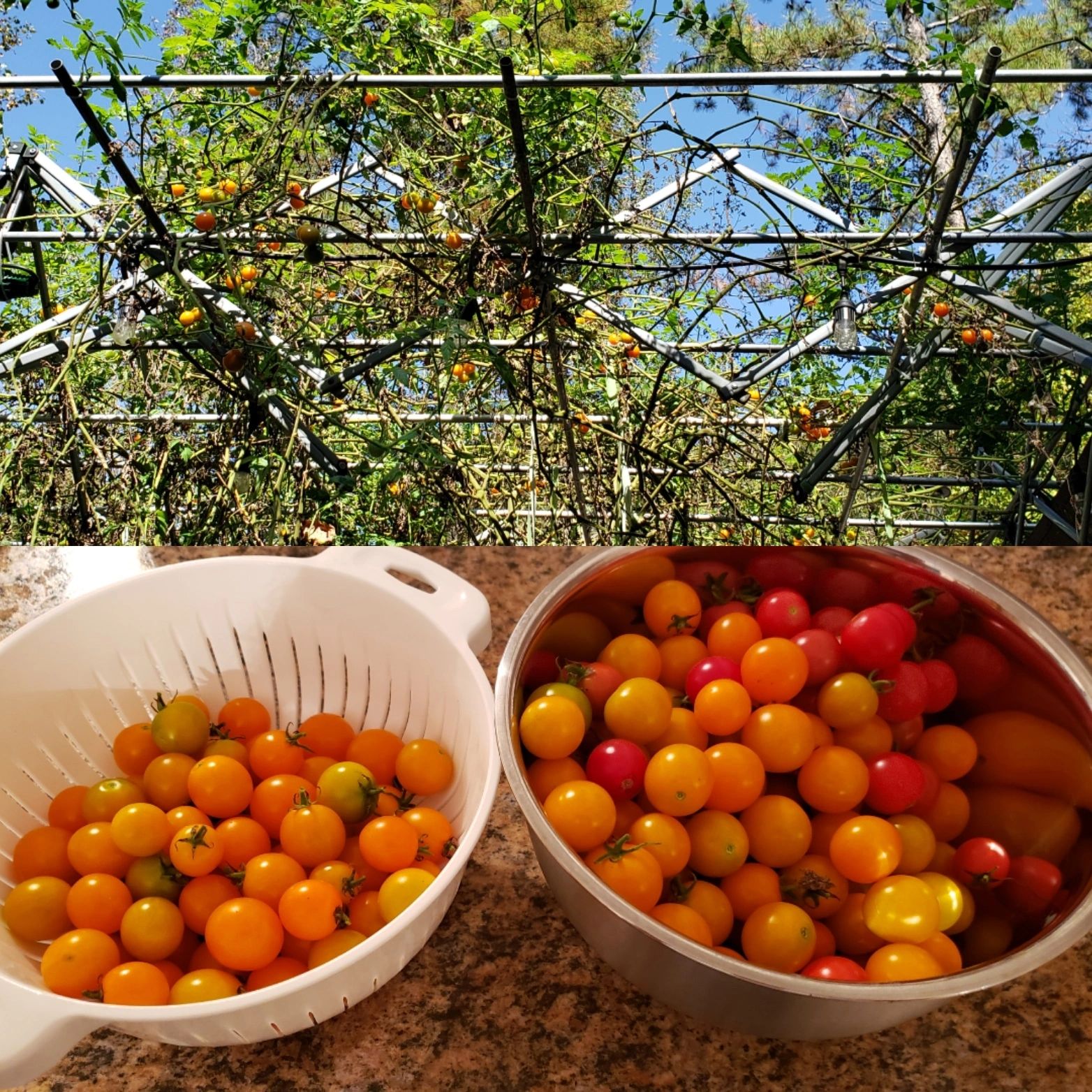 Gardening Quiz Time : Is tomato a fruit or a vegetable? 🍅 #gardening