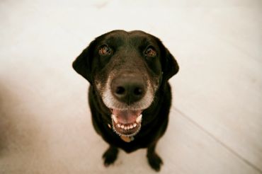 Happy black dog looking up.