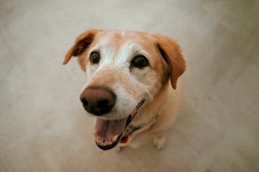 Happy dog looking up at the camera.