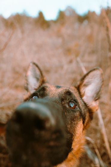 Close-up of a curious German Shepherd dog's face.